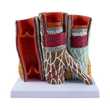 Maxbell Human Blood Vessel Model Educational with Base for School Learning Classroom