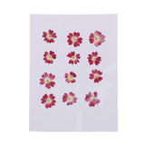 Maxbell 22 Pieces Forget-me-not Verbena Real Pressed Dried Flowers for Nail Art