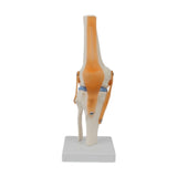 Maxbell Human Knee Joint Model Wear Resistant Scientific Model for Classroom Lab Office Type B