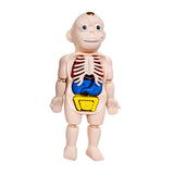 Maxbell Human Body Model for Kids Teaching Model for Children Home Spatial Awareness