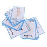 Maxbell Maxbell Preschool Educational Sight Word Flash Cards Body Parts - 36 Pieces