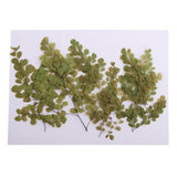Maxbell 10 Pieces Natural Pressed Dried Flower Adiantum for DIY Arts Crafts Scrapbooking - Aladdin Shoppers
