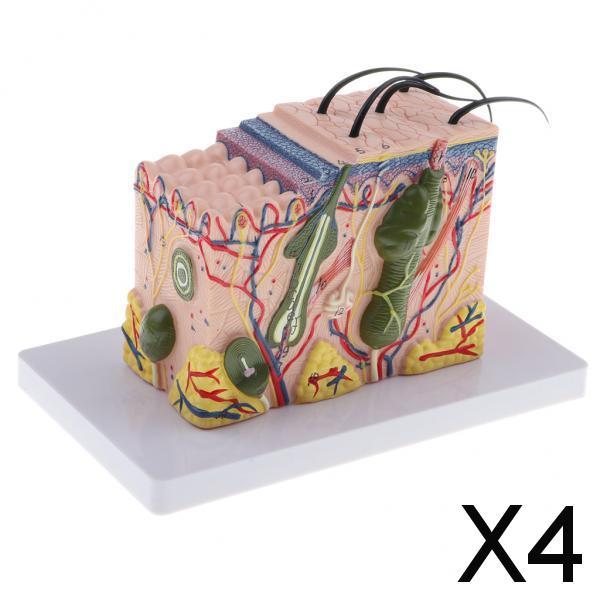 4xMagnify 35X Human Anatomical Skin Model Anatomy Biology  Teaching Aid