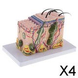 4xMagnify 35X Human Anatomical Skin Model Anatomy Biology  Teaching Aid