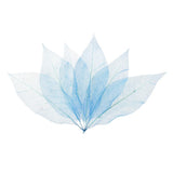 Maxbell 100Pcs Natural Magnolia Skeleton Leaf  Card Scrapbook Leaves Blue and Brown