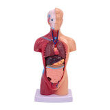 Maxbell 28cm Human Model Human Body Organ Toy for Science Medical Physiology