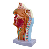 Maxbell Nasal Oral Cavity Throat Anatomy Model for Biology Display Teaching Learning
