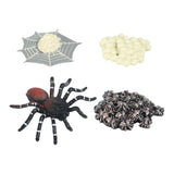 Maxbell Spider Life Cycle Model Biology Model Cake Toppers Cognitive Montessori Toys red