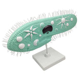 Maxbell Maxbell Paramecium Model Biology Model Science Display Teaching Aids Accessories