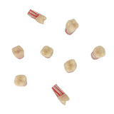 Dentistry Exam Open Pulp Root Canal Model in Vitro Dental Pulp Cavity 0.4×0.4×1.6 inches