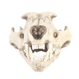 Maxbell Resin Artificial Animal Skull for Party Aquarium Ornament Snow Leopard