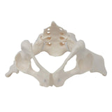 Female Pelvis Model Flexible for Science Education Teaching Learning Display