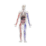 Maxbell Human Body Skeleton Model Kits Study Tools for School Student Boys and Girls