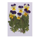 Maxbell 16 Pieces Assorted Natural Pressed Dried Flowers DIY Scrapbooking Art Crafts