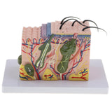 4xMagnify 35X Human Anatomical Skin Model Anatomy Biology  Teaching Aid