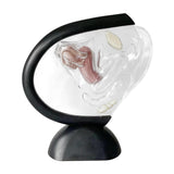 Maxbell Uterus Model Lab Gift Biology Teaching Aids Clear Reproductive Uterine Model
