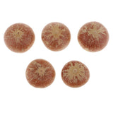 Maxbell 5x Real Dried Small Mushroom Photo Props Natural Ornaments Garden Home Decor - Aladdin Shoppers