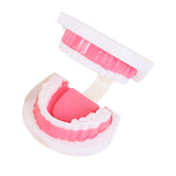 Maxbell Tooth Model Study Gifts for Teaching Practice Dental Teaching Brushing Model 3 Times Bigger