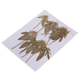 Maxbell 12 Pcs Natural Dried Pressed Flowers Delphinium For DIY Scrapbooking Crafts - Aladdin Shoppers