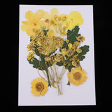 1 Bag Real Pressed Leaves Natural Dried Flowers for Scrapbooking Card making