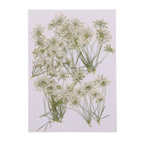 Maxbell 16x None Branch +10 Pcs Branched Pressed Dried Flowers DIY Embossed Flower