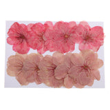 Maxbell 3x10pcs Mixed Color Pressed Dried Sakura Flowers Cherry Blossom for Art Craft