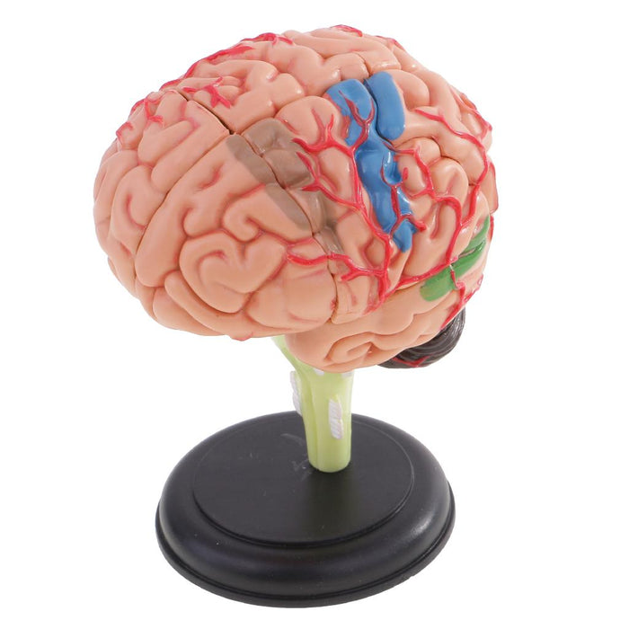 Maxbell Maxbell 4D Disassembled Anatomical Plastic Human Brain Model Science Biology Teaching Learning Tool