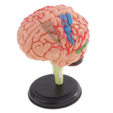 Maxbell Maxbell 4D Disassembled Anatomical Plastic Human Brain Model Science Biology Teaching Learning Tool