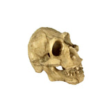 Maxbell Maxbell Reptile,Snake,Turtle,Vivarium Rock,Caves,Decor Aquarium Ornament Skull Head
