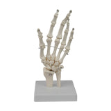 Maxbell Hand Joint Model Lightweight Skeleton Model for Teaching Explanation Display