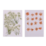 Maxbell 16x None Branch +10 Pcs Branched Pressed Dried Flowers DIY Embossed Flower