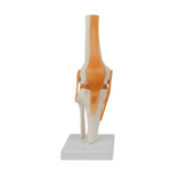Maxbell Human Elbow Joint Model Demonstration Supplies for Science Classroom Student