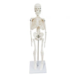 Body Skeleton Model Removable for Learn Human Skeleton System Study Teaching