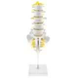 Maxbell Maxbell 1:1 Human 5 Lumbar Vertebrae With Sacrum & Coccyx Anatomical Model