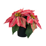 Christmas Artificial Poinsettia Plant Realistic for Festival Window Tabletop Style C