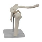 Maxbell Shoulder Joint Model Realistic Anatomical Model for Office Training Studying