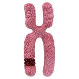 Maxbell x Chromosome Model Sturdy Meiosis Organelle Cell for Classroom Science Study