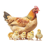 Maxbell Chicken Wall Sticker Rooster Chicken Waterproof for School Apartment Kitchen