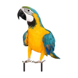 Maxbell Parrot Ground Stake Acrylic Sturdy Decorative Stake for Porch Courtyard Lawn