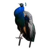 Maxbell 2D Flat Acrylic Peacock Sign Stake Waterproof Accessory Versatile Lawn Stake