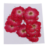 Maxbell 22 Pieces Natural Delphinium Rose Real Pressed Dried Flowers for DIY Craft