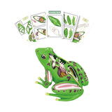 Maxbell 4D Frog Dissection Model Detachable DIY Educational Toy for Kids Boys and Girls