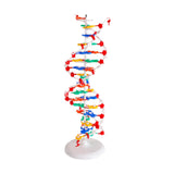 Maxbell Double HELIX Model Professional Structure Models Biological Teaching