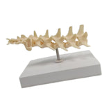 Anatomical Mould Lifelike Portable Craft Decorative Dog Skeleton Display Mould Lumbar Spine