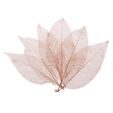 Maxbell 100Pcs Natural Magnolia Skeleton Leaf  Card Scrapbook Leaves Blue and Brown