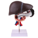 Maxbell Maxbell Life Size Human Liver Pancreas Duodenum Model Anatomical Human Organ Statue Learning Tool Lab Supply