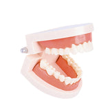 Maxbell Tooth Model Study Gifts for Teaching Practice Dental Teaching Brushing Model Normal