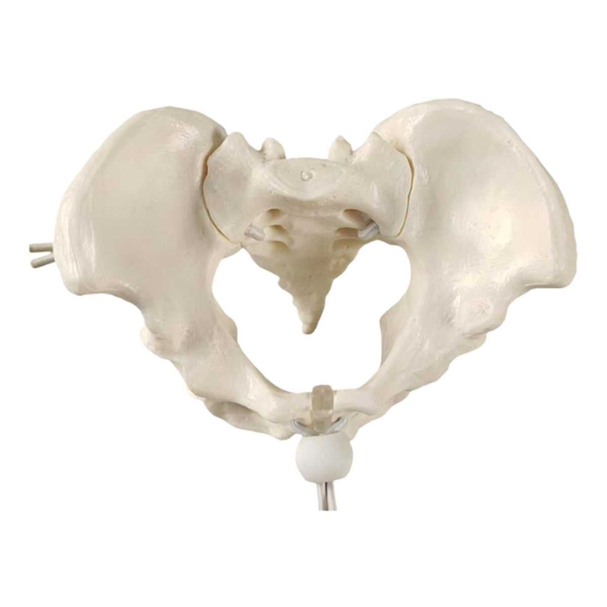 Maxbell Female Pelvic Model Teaching Tool for Teaching Learning Patent Communication