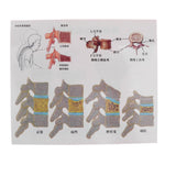 1:1 Human Lumbar Vertebra Thighbone Osteoporosis Pathology Model Kits School Teaching Display - Aladdin Shoppers