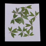 10 Pieces 1 - 2 cm / 0.39 - 0.79 inch" Real Pressed Natural Dried Flowers Embellishments for Card making Scrapbooking DIY Arts Crafts Kummerowia striata Leaves - Aladdin Shoppers